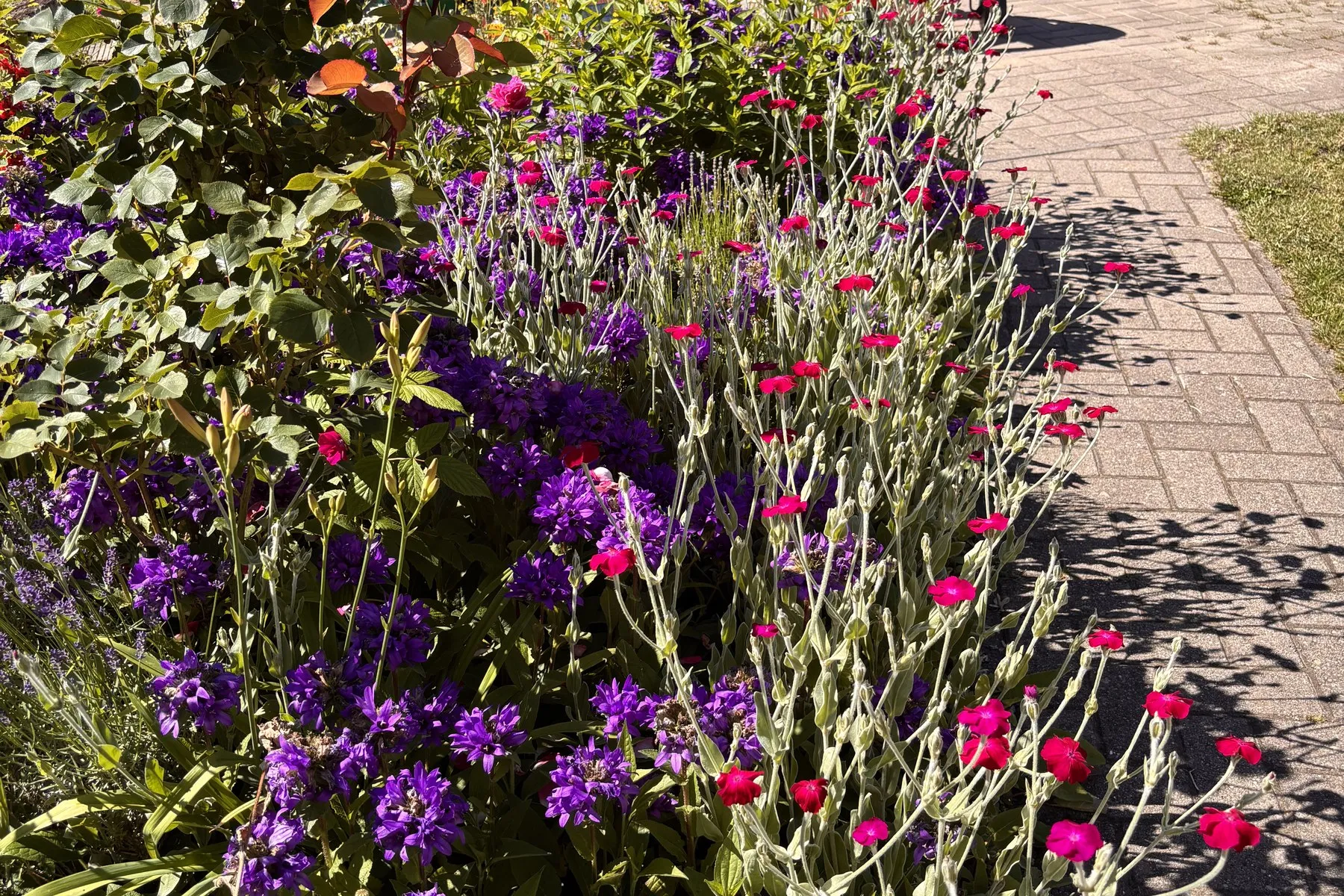 Blühendes Beet mit pinken und violetten Blumen am Rand des Hofes